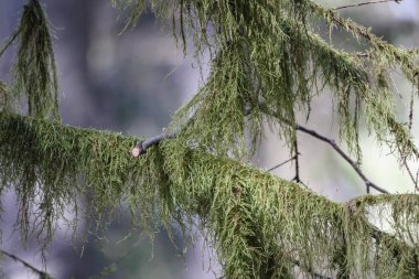 Ağaç dalları, uzun ve yeşil yosunlarla kaplıdır..