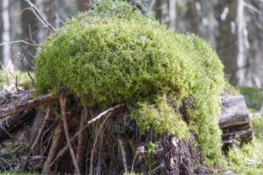 Ağaçların arasındaki bir ormanda büyük bir yosun yığını..