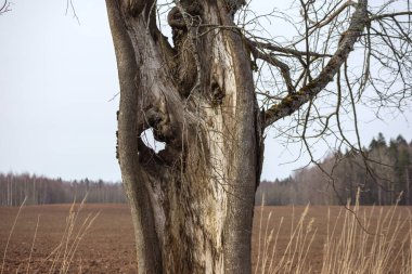 Bahçede büyüyen sarı ve mor çiçekli dullar..