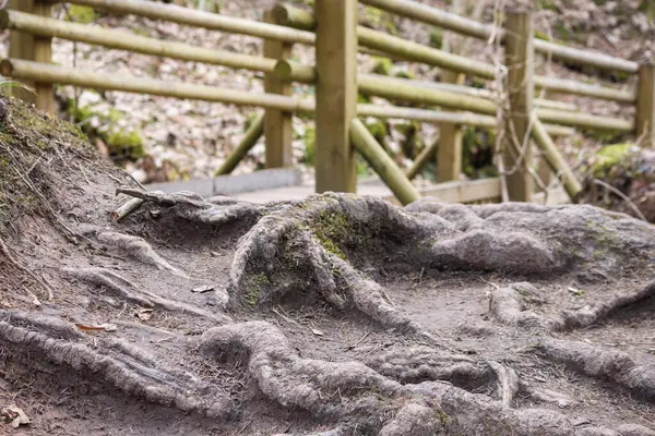 Ağaç kökleriyle küçük bir tepenin üzerinde bulunan ahşap bir çit..