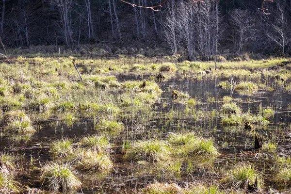 Yapraksız ağaçlarla çevrili yeşil çayırları olan bir bataklık ya da sulak arazi..