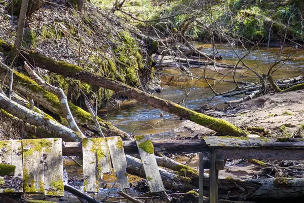 Yosun kaplı ölü ağaçların altında bir dere akıyor, ön planda tahtalar ve bir bank görünüyor..