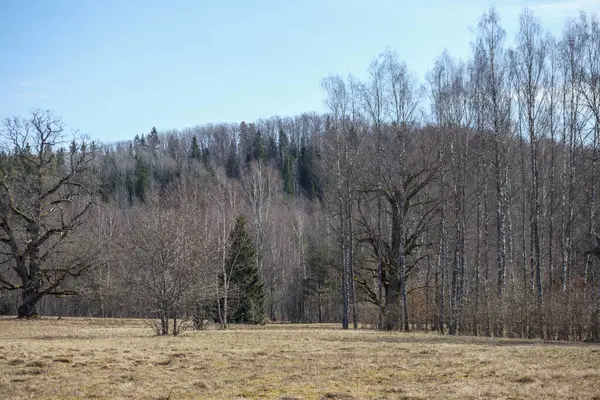 Temiz bir gökyüzünün altında yapraksız ağaçlarla çevrili kuru otlarla dolu bir tarla..