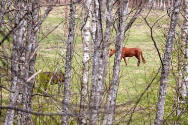 Bir çayırda otlayan iki at huş dalları arasında görülebilir..