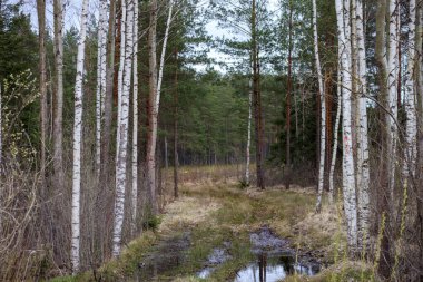 huş ağaçları ve çam ağaçları ile orman manzarası, yanı sıra ön planda küçük bir su birikintisi.