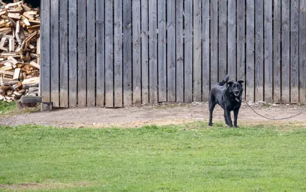 Tahta çitin yanındaki siyah köpek..