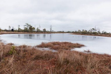 Kuru otlar ve kozalaklı ağaçlarla çevrili küçük bir alanı olan bataklık bir arazi..