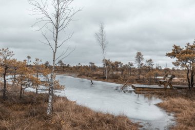 Suyla kaplı küçük bir alanı olan bataklık bir manzara, ahşap bir tahta kaldırım ve çıplak ağaçlar..