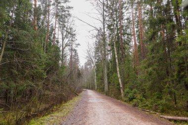 Yoğun bir ormana doğru giden bir orman yolu..