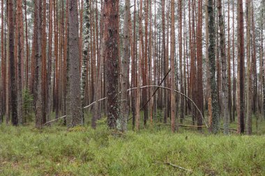 Önünde uzun ağaçlar ve yeşil çimenler olan yoğun bir orman..