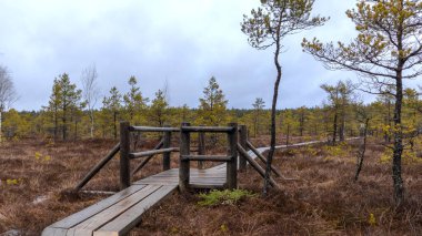Kozalaklı bataklıklardan geçen korkuluklu ahşap bir kaldırım..