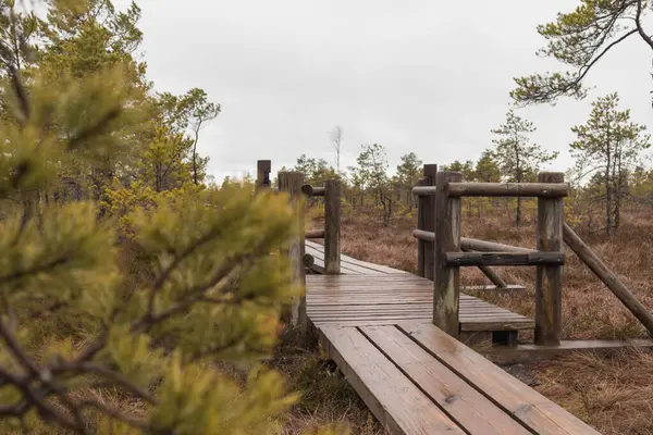Kozalaklı bataklıklardan geçen korkuluklu ahşap bir kaldırım..