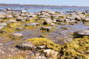 Deniz yosunlarıyla kaplı kayalık bir sahil..
