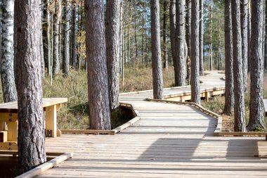 Uzun ağaçlarla dolu bir ormanda süzülen tahta bir tahta kaldırım..