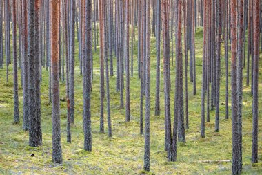Bir sürü uzun ağaç ve yeşil arazisi olan bir orman..