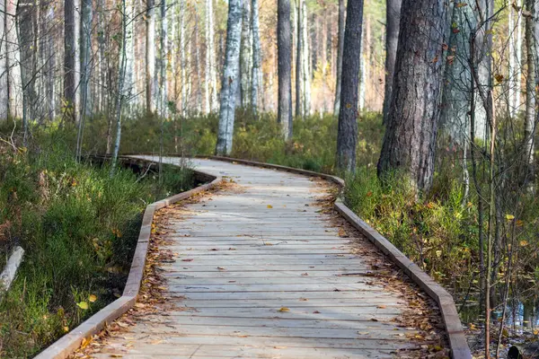 Ormanın ortasında, uzun otlar ve sarı yapraklı ağaçlarla çevrili ahşap bir tahta kaldırım..