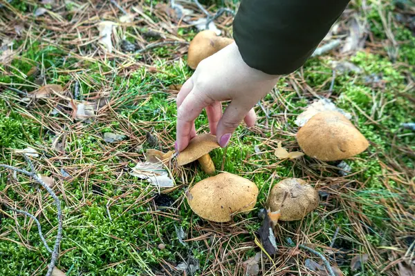 Yosun kaplı topraktan mantar kaldıran bir el..