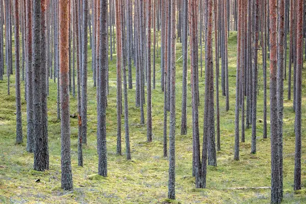 Bir sürü uzun ağaç ve yeşil arazisi olan bir orman..