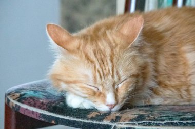 Portakal rengi bir kedi koltukta uyuyor..