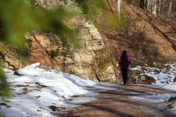 Mor ceketli ve koyu renk pantolonlu bir kadın, kumtaşı çıkıntıları boyunca ormanda karlı bir patika boyunca İskandinav bastonlarıyla yürüyor..