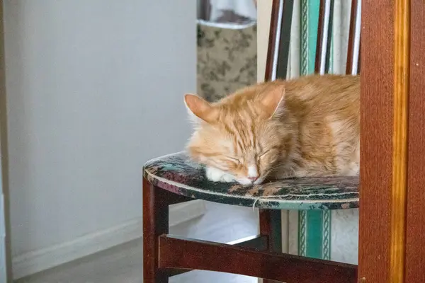 turuncu kedi sandalyede uyuyor..