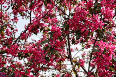 Şehirdeki bir otoparkta birkaç arabanın arasına park etmiş sarı bir scooter..