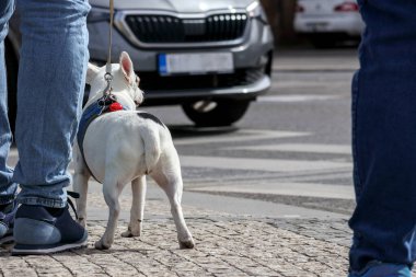 Şehirdeki bir otoparkta birkaç arabanın arasına park etmiş sarı bir scooter..