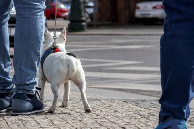 Şehirdeki bir otoparkta birkaç arabanın arasına park etmiş sarı bir scooter..