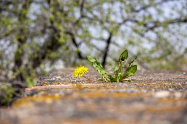 Şehirdeki bir otoparkta birkaç arabanın arasına park etmiş sarı bir scooter..