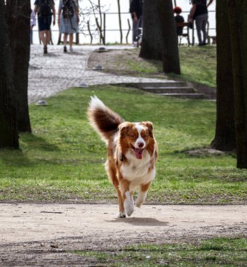 İnsanlar arka planda yürürken kuyruğu havada ve ağzı açık bir şekilde parkta toprak patika boyunca koşan bir Avustralyalı çoban..