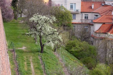 Sarmaşıklı yeşil bir yamaçta beyaz çiçekleri olan, kırmızı çatıları ve arka planda görünen diğer ağaçları olan bir çiçek ağacı..
