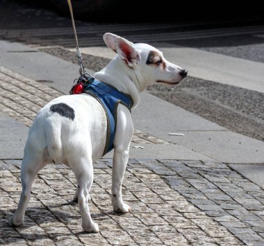 Siyah benekli, küçük beyaz bir köpek, mavi bir dizgin ve tasma takıyor, kaldırımda duruyor ve sağa bakıyor..