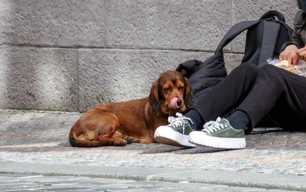 Siyah pantolonlu bir adamın yanında uyuyan kahverengi bir köpek ve yeşil çizgili beyaz spor ayakkabılar, gri bir duvarda siyah bir sırt çantasıyla oturuyor..