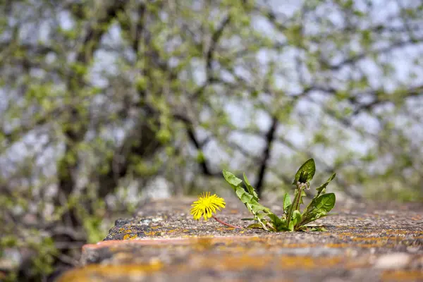 Şehirdeki bir otoparkta birkaç arabanın arasına park etmiş sarı bir scooter..