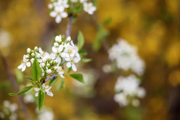 Çiçekli ağaç dalları, küçük beyaz çiçekler ve yeşil yapraklar, bulanık sarı arka planda görülebilir..