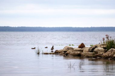 Sağ tarafında kayalık bir kıyısı olan sakin bir su kütlesi. Orada çeşitli bitkiler yetişir..