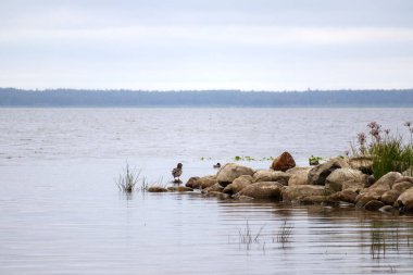 Sağ tarafında kayalık bir kıyısı olan sakin bir su kütlesi. Orada çeşitli bitkiler yetişir..
