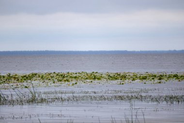 Suyun üstünde ve altında küçük adaları olan büyük ve sakin bir su kütlesi. Ufukta alçak bir kıyı şeridi görünüyor, bulutlu bir gökyüzünün altında..