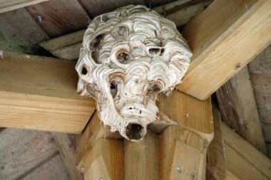 İçerideki ahşap bir yapıya bağlı büyük, kompleks bir arı kovanı. Yuva, açıklarının etrafında koşuşturan birkaç eşekarısı gösteriyor..