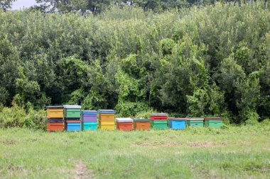 Ormanın kenarındaki yeşil çimlere yerleştirilmiş renkli arı kovanları..