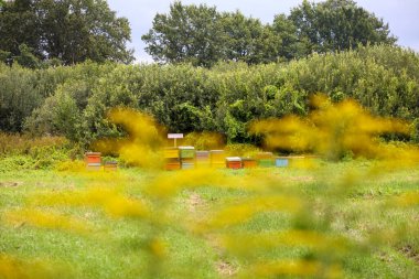 Sarı çiçekli yeşil bir çayırda çeşitli renkli arı kovanları, muhtemelen altın rengi (Solidago) ve arka planda görünen ağaçlar..