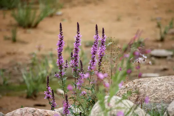 Sivri uçlu çiçekli birkaç mor çiçek bitkisi, muhtemelen mor gevşeme (Lythrum salicaria), kayalar ve kumlar arasında yetişir..
