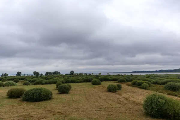 Ön planda alçak bir çalılık ve otla kaplı bir bataklık, ufukta sakin bir su kütlesi ve bulutlu bir gökyüzünün altında bir orman olan engin bir manzara..
