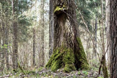 Büyük bir gövdeye sahip büyük bir ağaç, tabanı parlak yeşil yosunlarla kaplı, diğer ağaçların arasında ve Avrupa ormanlarında yetişen toprak örtüsü tipik bir ağaçtır..