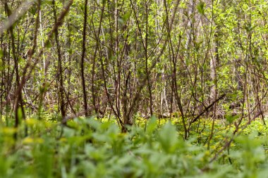 Baharda bir orman, ön planda yeşillikler ve çimenler, ve arka planda yeni çiçek açmış pek çok ağaç, açık yeşil yapraklar.