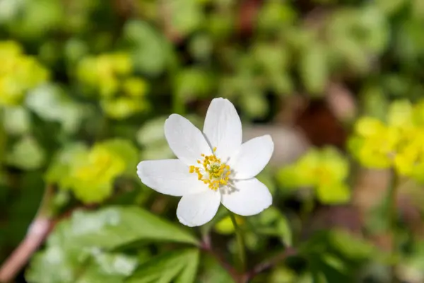 Ormanda yeşil yapraklar ve diğer bitki örtüsü arasında çiçek açan, altı taç yaprağı ve sarı kepekli beyaz bir orman çiçeğinin görüldüğü görülür..