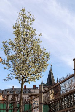 Önünde beyaz çiçekler olan küçük, çiçekli bir ağaç. Ağacın arkasında, kırmızı çatıları olan binalardan oluşan bir şehir manzarası açılıyor..