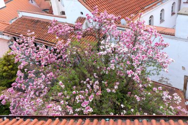 Çiçek açan bir ağaç ya da büyük, pembe ve beyaz çiçekli bir çalı. Çiçekler tomurcuklanıyor ve ağacın dallarını bol bol kaplıyor. Bu da muhteşem bir çiçek örtüsü oluşturuyor..