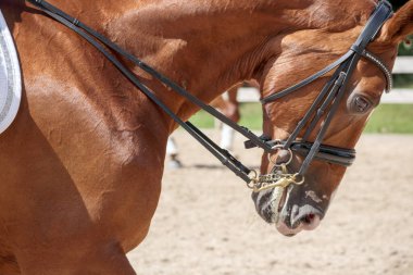 Bir at kafası ve parlak kahverengi gözleri var..