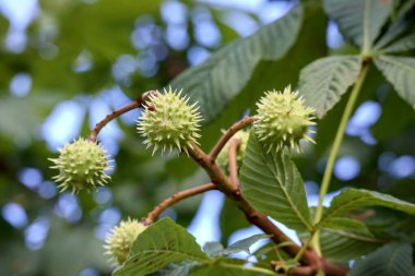 .Açık, dikenli bir kabuğu olan bir kestane, siyah bir yüzey uzanıyor, ve yanında küçük yeşil bir dal ile.
